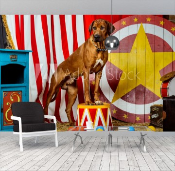 Picture of Rhodesian Ridgeback circus actor in front of a target